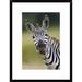 Global Gallery 'Burchells Zebra Portrait, Masai Mara, Kenya' Framed Photographic Print Paper in Gray/Green | 24 H x 18 W x 1.5 D in | Wayfair
