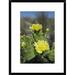 Global Gallery 'Opuntia Cactus Flowering, Little St. Simons Island, Georgia' Framed Photographic Print Paper in Green | Wayfair DPF-397916-1218-266