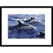 Global Gallery 'Common Dolphin Pod Swimming at Surface' Framed Photographic Print Paper in Blue | 18 H x 24 W x 1.5 D in | Wayfair