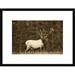 Global Gallery 'Elk or Wapiti Male Portrait, North America - Sepia' Framed Photographic Print Paper in Green/White | 18 H x 22 W x 1.5 D in | Wayfair