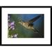 Global Gallery 'Broad-Tailed Hummingbird Feeding on the Nectar of A Desert Penstemon Flower | 18 H x 24 W x 1.5 D in | Wayfair DPF-395925-1218-266