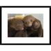 Global Gallery 'Hoffmanns Two-Toed Sloth Orphaned Babies, Aviarios Sloth Sanctuary, Costa Rica' Framed Photographic Print Paper | Wayfair