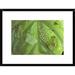 Global Gallery 'Reticulated Glass Frogs Guarding Two Clutches of Eggs, Each at Different Stages of Development | 18 H x 24 W x 1.5 D in | Wayfair