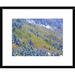 Global Gallery 'Aspen & Spruce Trees Dusted w/ Snow, Rocky Mountain National Park, Colorado' Framed Photographic Print Paper in Blue/Green | Wayfair