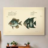 Rosecliff Heights 'Bloch Antique Fish II' - Painting Print on Canvas Canvas, Solid Wood in Blue/Brown/Green | 12 H x 8 W x 1 D in | Wayfair