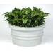 Canora Grey Feliciano Plastic Pot Planter Fiberglass | 36 H x 48 W x 48 D in | Wayfair 3CCD79A4A10948B79B610CDCBD5FC8E5