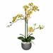 The Twillery Co.® Phalaenopsis Floral Arrangement in Pot Silk/Plastic/Fabric | 23.5 H x 19 W x 19 D in | Wayfair A933ED8DA33D4829B6A940CBB039272E