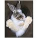 Wallhogs Bunny in a Hat - Glossy Poster Paper in Gray/Yellow | 24 H x 18 W in | Wayfair anim1-p24