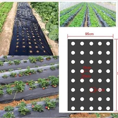 Membrane plastique perforée 0.95x50m 0.02mm 5 trous pour serre de jardin noire légumes plantes