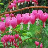 Touch of ECO Pink or White Bleeding Hearts Flower - 4 Bare Roots - Attracts Butterflies, Bees & Hummingbirds | 4 H x 4 W x 4 D in | Wayfair 6042-2