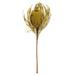 Vickerman 648339 - 12" Basil Banksia Flower 25/PK (H1BAJ100-DF) Dried and Preserved Flowering Plants