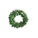 Primrue Preserved Boxwood Wreath in Green | 6 H x 6 W x 4 D in | Wayfair 7CF0AB002D204427BB34402E73E75CB7