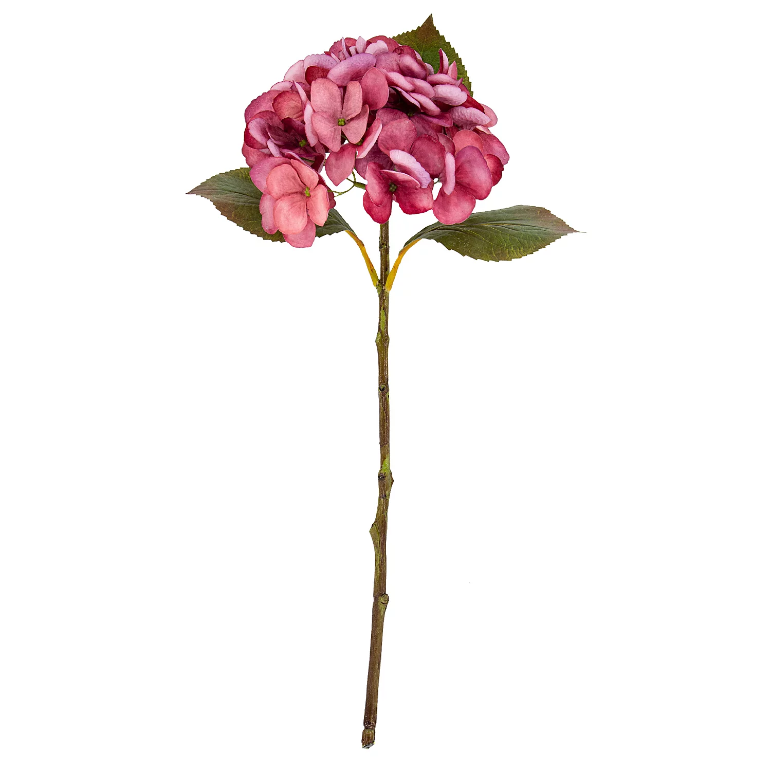 Hortensie, rosé, 45 cm Image