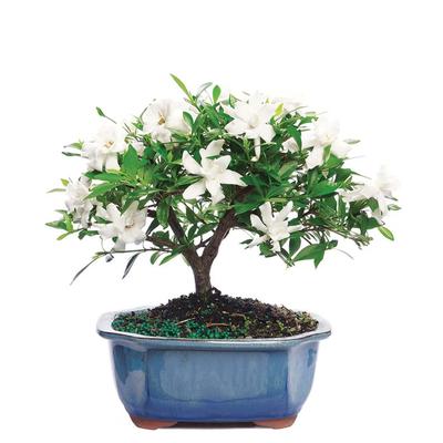 Flowers - Gardenia Bonsai Potted Plant