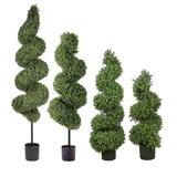 Spiral Outdoor Boxwood Topiary - 76" - Frontgate