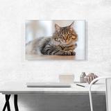 ARTCANVAS Maine Coon Male Cat Home Decor - Wrapped Canvas Photograph Print Canvas in Brown/White | 18 H x 26 W x 1.5 D in | Wayfair