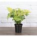 Thorsen's Greenhouse Live White Butterfly Plant | 11 H x 4.5 D in | Wayfair 4 White Butterfly