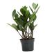 Thorsen's Greenhouse Live ZZ Plant | 11 H x 4.5 D in | Wayfair 4 ZZ Plant