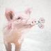 Trinx Pig Holding Flowers - Wrapped Canvas Print Canvas in Pink/White | 20 H x 20 W x 1.25 D in | Wayfair 3D9D3629EFC846CAAB44D5FF49A696A1