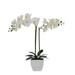 Bayou Breeze Orchids Floral Arrangements in Pot Plastic in Black/Blue/Green | 28 H x 22 W x 8 D in | Wayfair EE31C577B3674832829A91CE335BCBA3