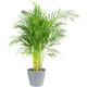 Plante d'intérieur - Palmier areca en pot bleu gris (120cm)