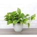 Thorsen's Greenhouse Live Golden Pothos Plant in Rustic Planter, 6" Diameter in White | 14 H x 6 D in | Wayfair 6 Golden Pothos-rustic-white stone