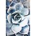 Ebern Designs Pastel Succulent Beauty III by Irena Orlov Photograph Print on Canvas Canvas, Wood in Blue | 49.5 H x 33.5 W x 1.375 D in | Wayfair