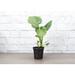 Thorsen's Greenhouse Live Philodendron Monstera Plant | 7 H x 4 D in | Wayfair 4 Philodendron Monstera