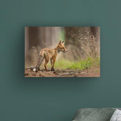 Millwood Pines Red Fox 1 by Milan Zygmunt - Wrapped Canvas Photograph Print Canvas in White | 30 H x 47 W x 2 D in | Wayfair