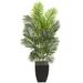 5.5' Paradise Palm Artificial Tree in Square Planter - h: 5.5 ft. w: 28 in. d: 28 in