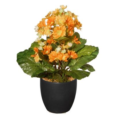 12" Potted Primula Plant