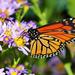 Bees & Butterflies Flower Seed Mat with Soil & Plant Food