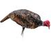 Montana Decoy Co. Montana Decoy Turkey Jake Purr-fect Xd