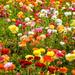 Multicolor Double Bloom Buttercup Flowers - 30 Bulbs - Attracts Butterflies, Bees & Hummingbirds - 30 Bulbs