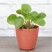 Thorsen's Greenhouse Live Chinese Money Plant, Pilea Peperomoides in Biodegradable Pot in Brown | 6 H x 4 D in | Wayfair 4 Pilea-thin-terra cotta