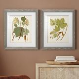 August Grove® Antique Leaves III - 2 Piece Picture Frame Painting Print Set on Paper in White | 24 H x 36 W x 1.5 D in | Wayfair