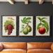 August Grove® Antique Fruit III - 3 Piece Picture Frame Painting Set on Canvas in Black/Blue/Green | 31.5 H x 70.5 W in | Wayfair