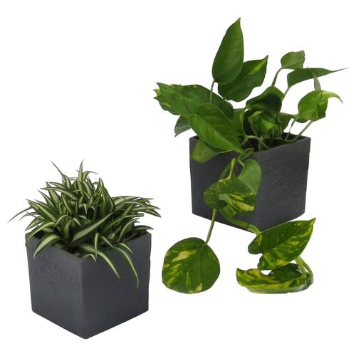 Dominik Zimmerpflanze Grünpflanzen-Set, (2 St.), Höhe: 15 cm, 2 Pflanzen in Dekotöpfen grau Garten Balkon