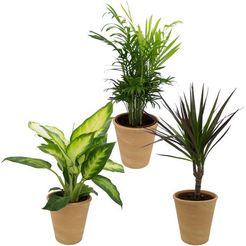 Dominik Zimmerpflanze Grünpflanzen-Set, (3 St.), Höhe: 30 cm, 3 Pflanzen in Dekotöpfen orange Garten Balkon