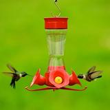 Perky-Pet 203CPBN Pinch Waist Glass Hummingbird Feeder with Free Nectar Red ;#G344T3486G 34BG82G181026