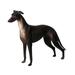 SANWOOD Figurine Toy 20cm Simulation Greyhound Animal PVC Model Action Figure Figurine Kids Toy Decor