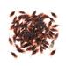 TINKSKY 60pcs Fake Roach Simulation Cockroaches Prank Novelty Plastic Cockroach Bugs Look Real for Halloween (Brown)