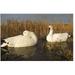 Dakota Decoy 12155 X-Treme Upright Snow Goose Floater Hunting Decoy 6 Pack