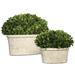 2 Oval Dome Preserved Boxwood Evergreen in Terracotta Planters 14"