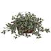 Winston Porter Wandering Jew Desktop Foliage Plant in Planter Silk/Wood/Plastic in Brown | 14 H x 28 W x 18 D in | Wayfair