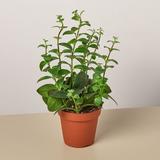 House Plant Shop Lipstick Plant - 4" Pot | 10 H x 4 D in | Wayfair 4_LIPSTICK_CLASSIC