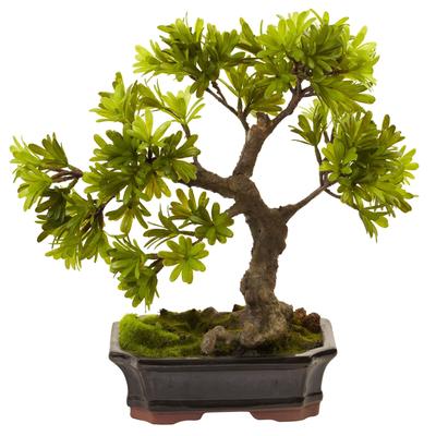 Podocarpus with Mossed Bonsai Planter