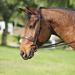 Ovation Elite Fancy Stitched Wide Noseband Bridle - Horse - Dark Brown - Smartpak