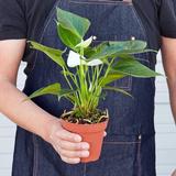House Plant Shop Anthurium 'White' - 4" Pot | 10 H x 4 D in | Wayfair 4_ANTHURIUM_WHITE