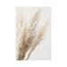 East Urban Home Pampas Reed III by Monika Strigel - Wrapped Canvas Photograph Print Canvas in White | 12 H x 8 W x 0.75 D in | Wayfair